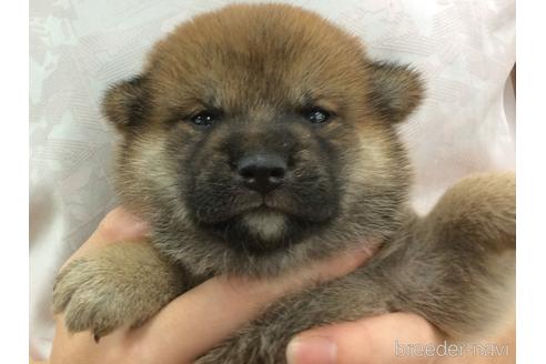 成約済の山口県の柴犬-197205の3枚目